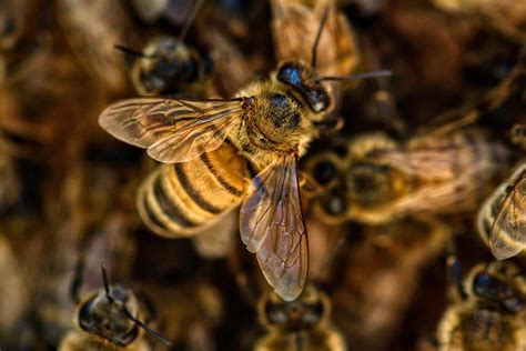 Do bees leave and come back?